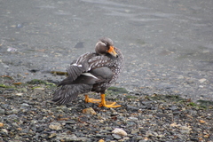 Tachyeres patachonicus