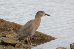 Nycticorax nycticorax