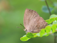 Surendra quercetorum