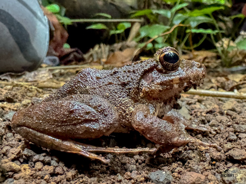Robber frog, Craugastor berkenbuschii
