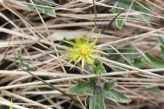 Hamadryas magellanica