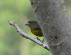 Euphonia chrysopasta