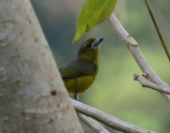 Euphonia chrysopasta