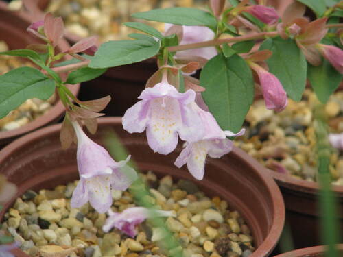 Large-flowered Abelia (Abelia schumannii)