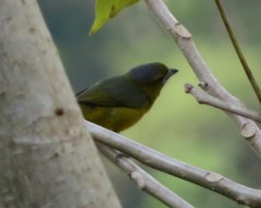 Euphonia chrysopasta