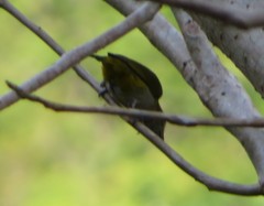 Euphonia chrysopasta