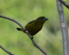 Euphonia chrysopasta
