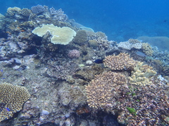 Pomacentrus flavioculus