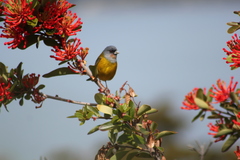 Phrygilus