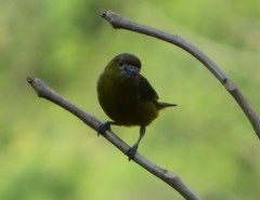 Euphonia chrysopasta