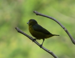 Euphonia chrysopasta