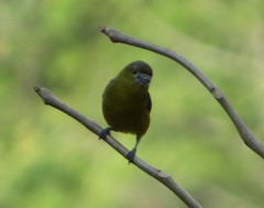 Euphonia chrysopasta