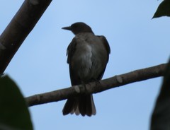 Turdus ignobilis debilis