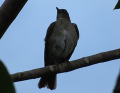 Turdus ignobilis debilis