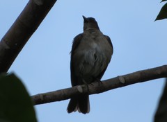 Turdus ignobilis debilis