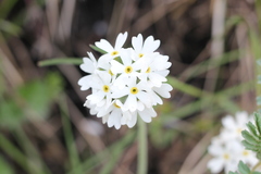 Primula magellanica