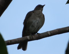 Turdus ignobilis debilis