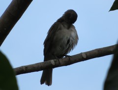 Turdus ignobilis debilis