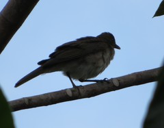 Turdus ignobilis debilis