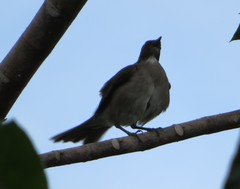 Turdus ignobilis debilis