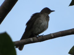 Turdus ignobilis debilis