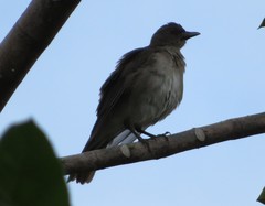 Turdus ignobilis debilis