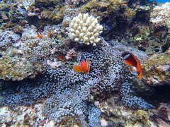 Amphiprion barberi