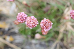 Armeria curvifolia