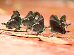 Papilio crino