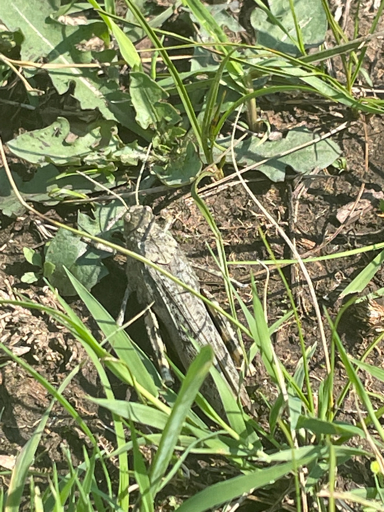 Angaracris barabensis from Hulunbuir, Inner Mongolia, CN on July 30 ...