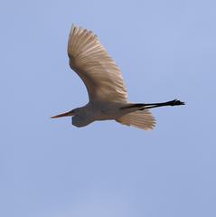 Ardea alba