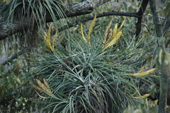 Tillandsia grossispicata