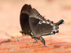 Papilio crino
