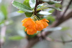 Berberis ilicifolia