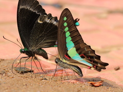 Graphium teredon