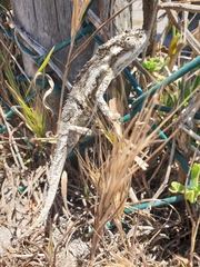 Bradypodion occidentale