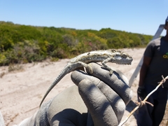 Bradypodion occidentale