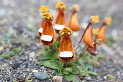 Calceolaria uniflora