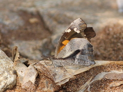 Libythea laius