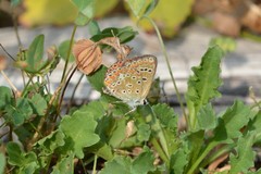 Polyommatus icarus