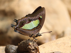 Polyura bharata