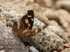 Libythea laius