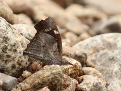 Libythea laius