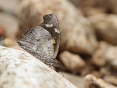 Libythea laius