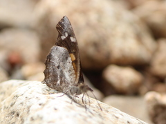 Libythea laius