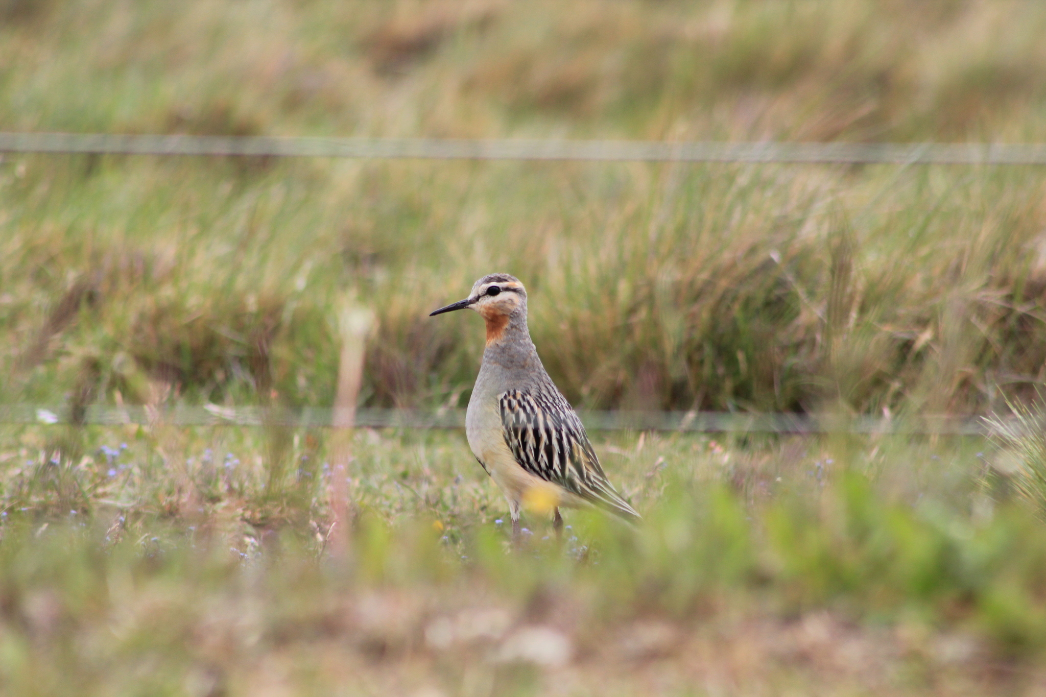 Tawny-throated Dotterel (Oreopholus ruficollis)