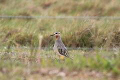 Oreopholus ruficollis