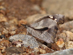 Libythea laius