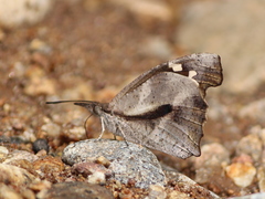 Libythea laius