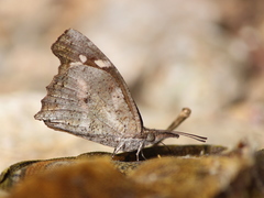 Libythea laius